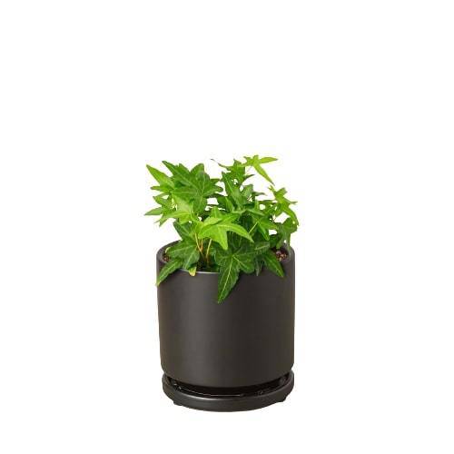 English Ivy Green California - Plantonio