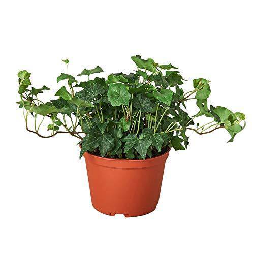 English Ivy Green California - Plantonio