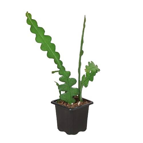Epiphyllum 'Ric Rac' Cactus - Plantonio