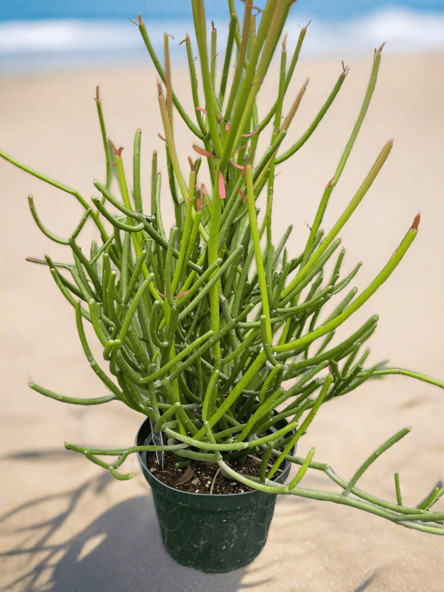 EUPHORBIA 'PENCIL CACTUS' - Plantonio