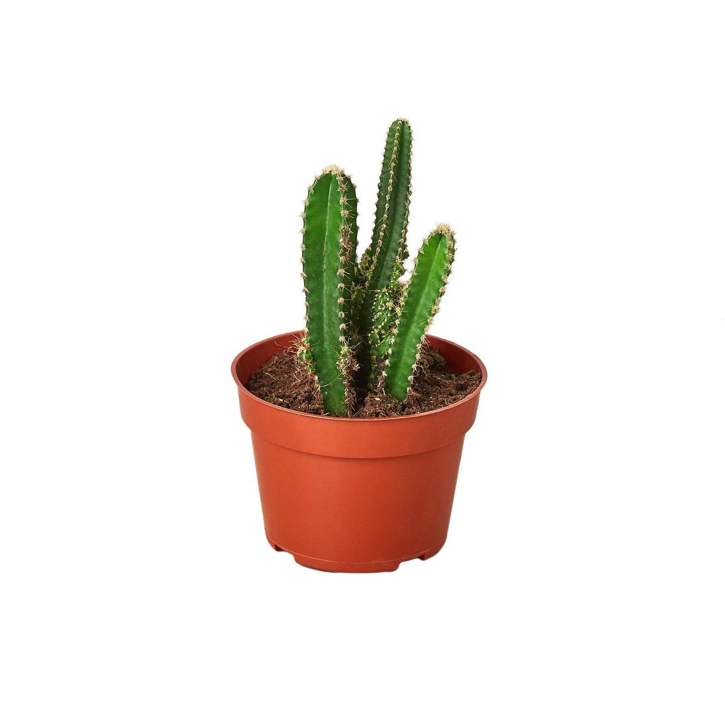 Fairy Castle Cactus - Plantonio