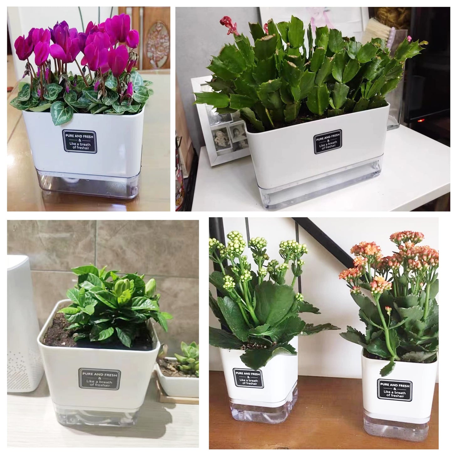 FAMZ Self Watering Planters 4 Pack,Plant Pots for Indoor,Automatic Moisturizing,Transparent Square Flower Pot for Indoor and Outdoor Plants,Succulents,Violets,Ivy - Plantonio