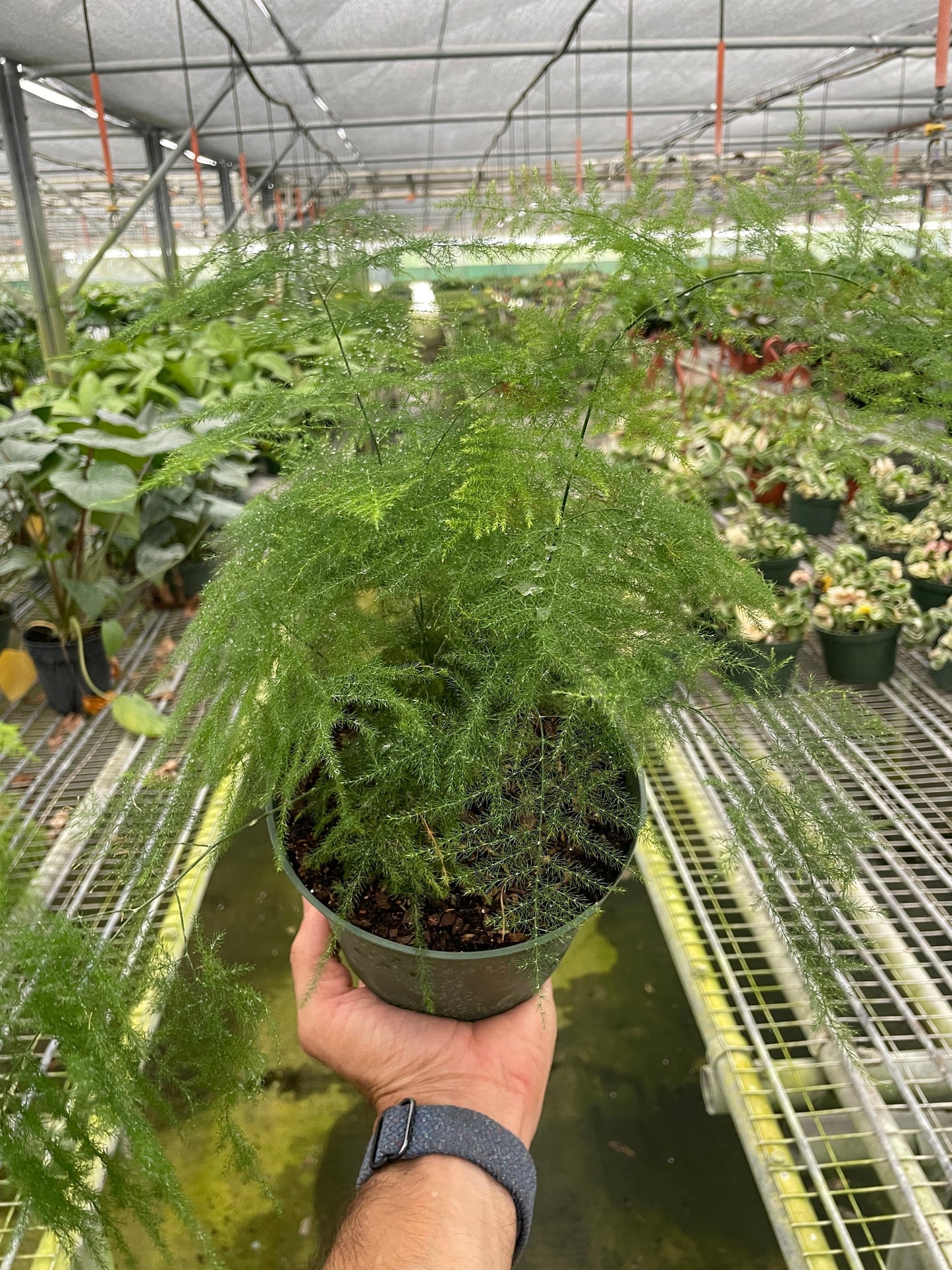 Fern 'Asparagus' - Plantonio