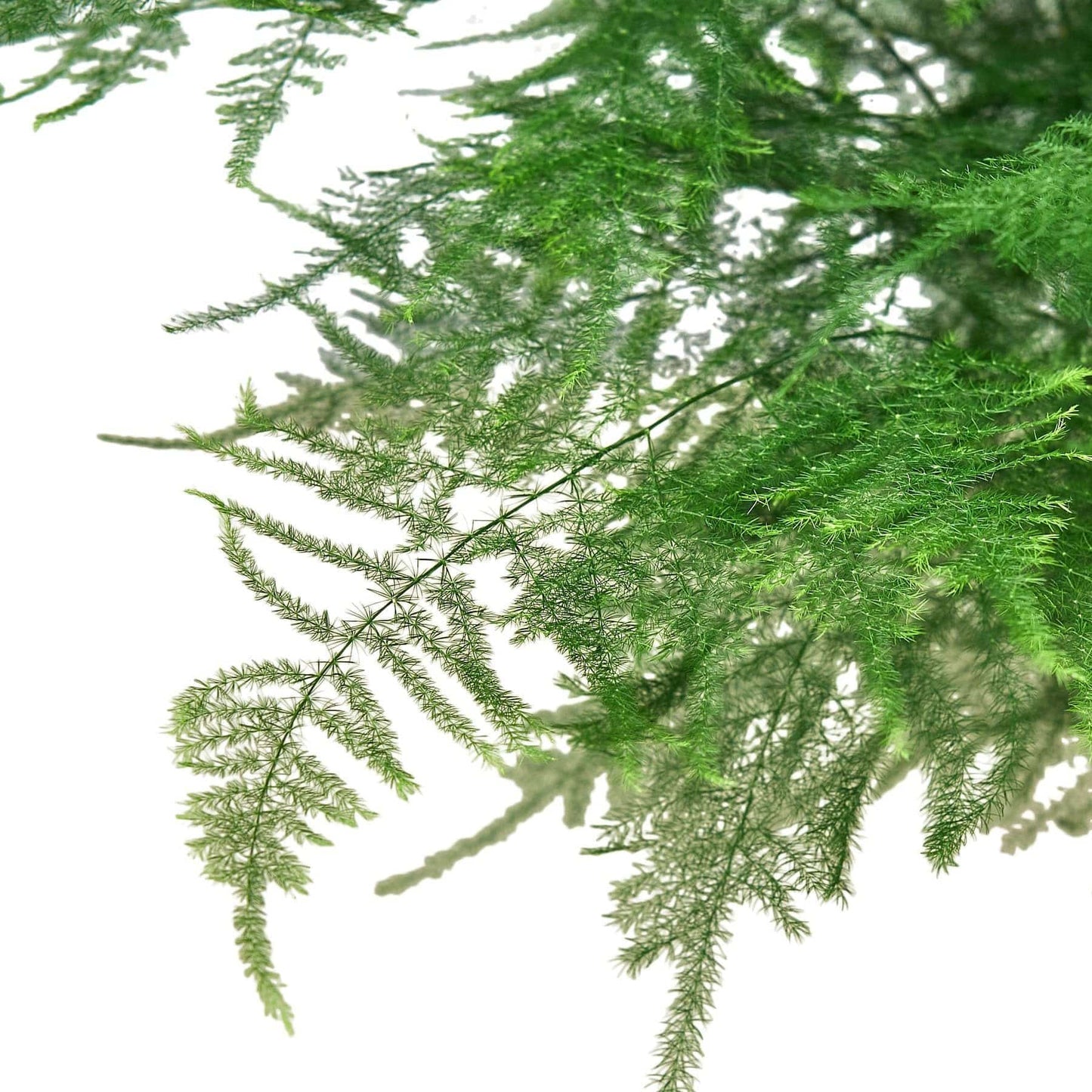 Fern 'Asparagus' - Plantonio