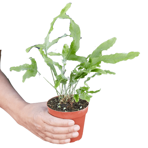 Fern 'Blue Star' - Plantonio