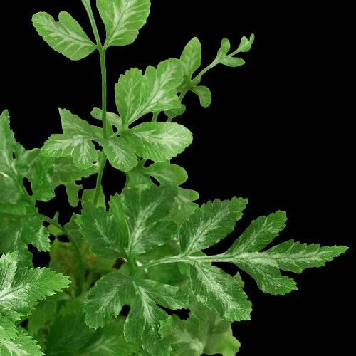 Fern 'Silver Lace' - Plantonio