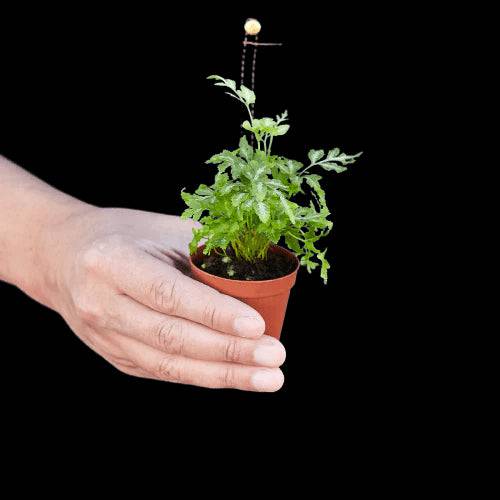 Fern 'Silver Lace' - Plantonio