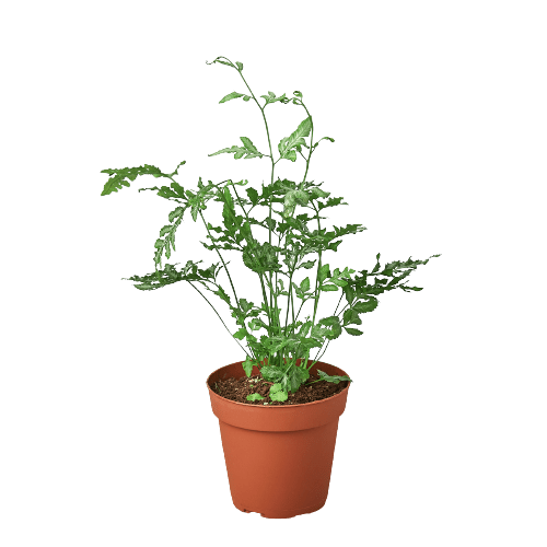 Fern 'Silver Lace' - Plantonio