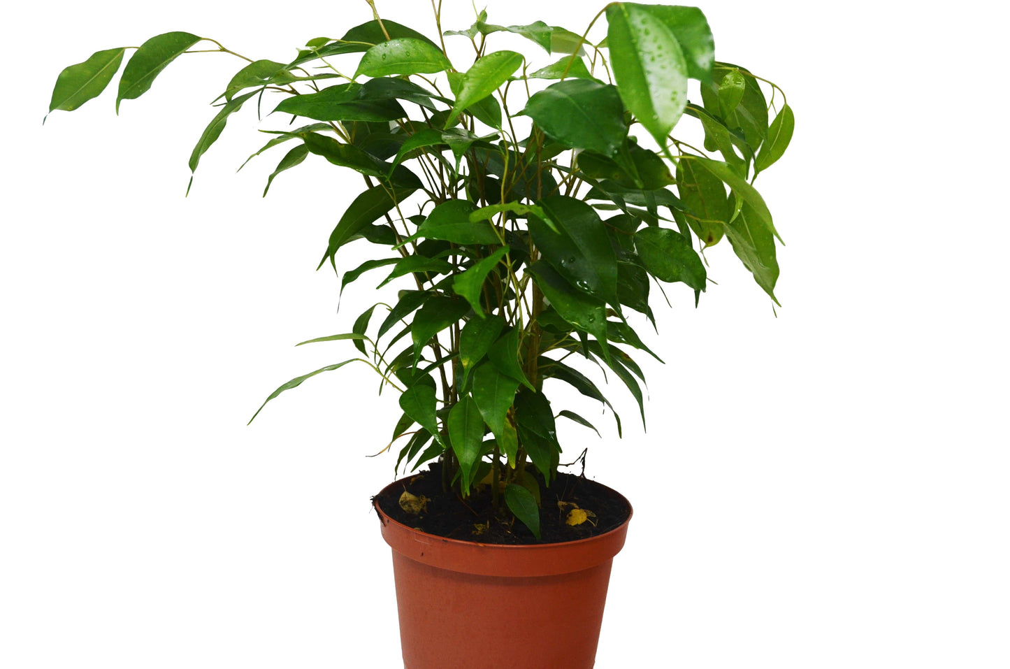 Ficus 'Benjamina' - 6" Pot - Plantonio