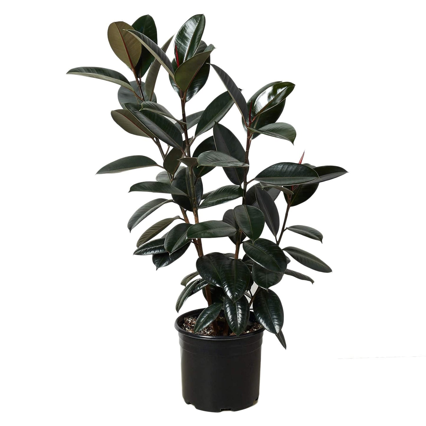 Ficus 'Burgundy' - In 10" Pot - Plantonio