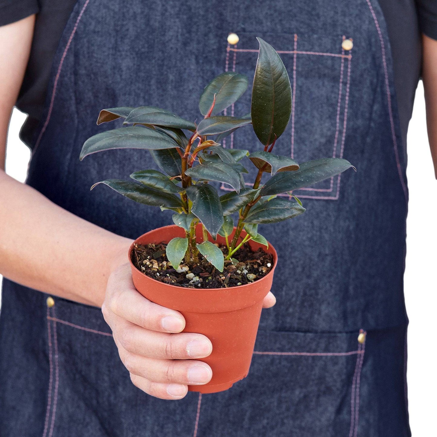Ficus Elastica 'Burgundy' - Plantonio