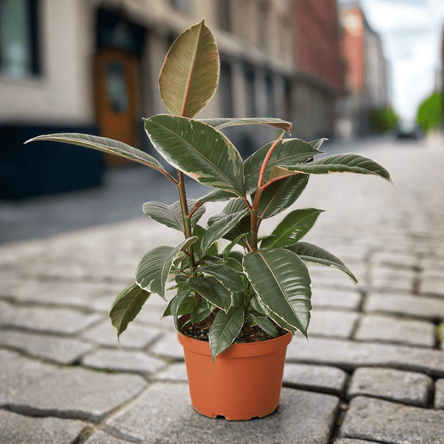 Ficus Elastica 'Tineke' - Plantonio