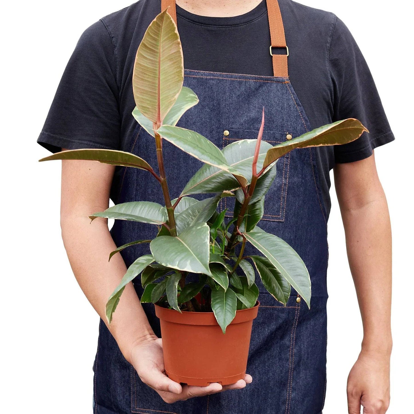 Ficus Elastica 'Tineke' - Plantonio