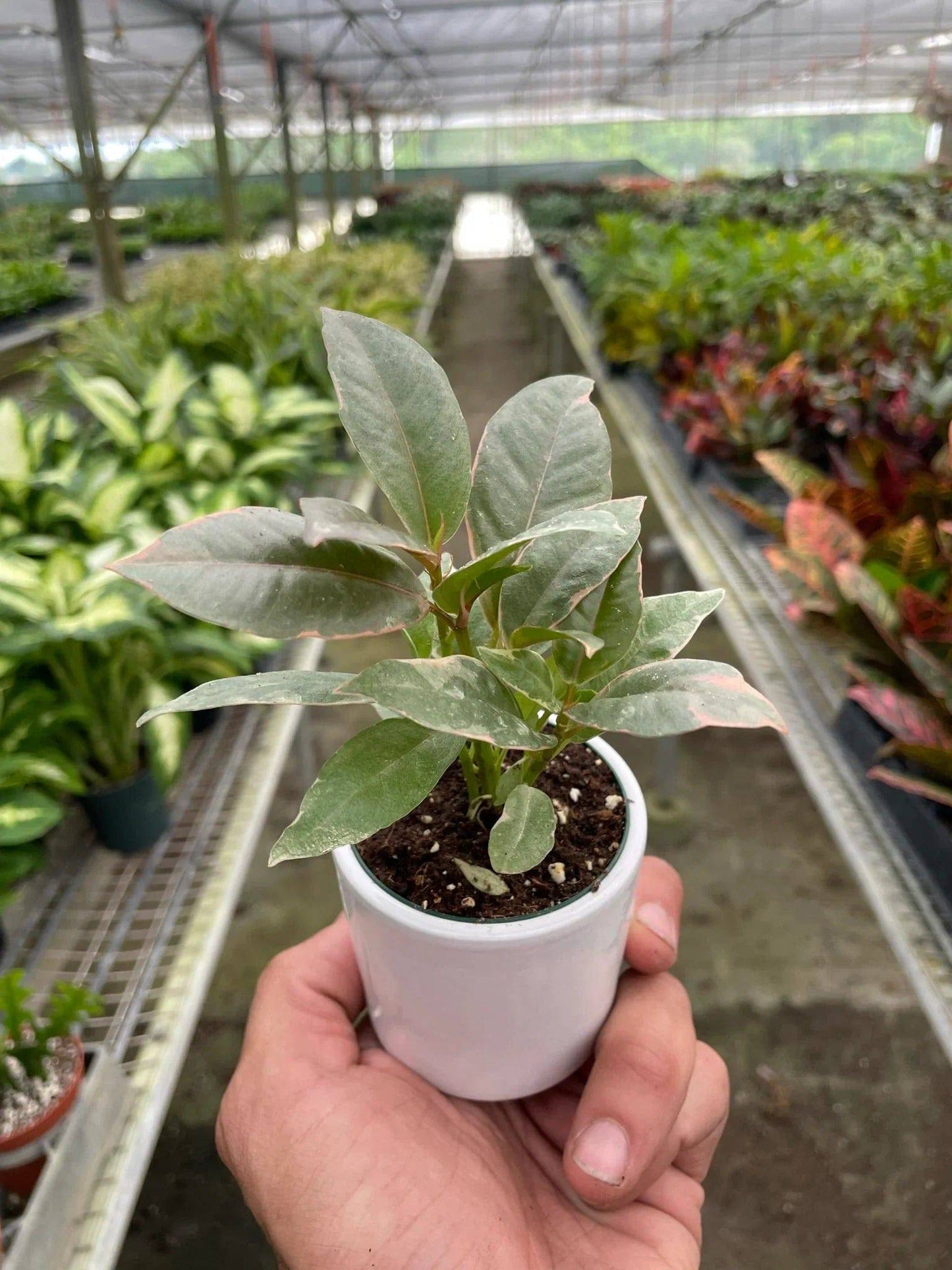 Ficus Elastica 'Tineke' - Plantonio