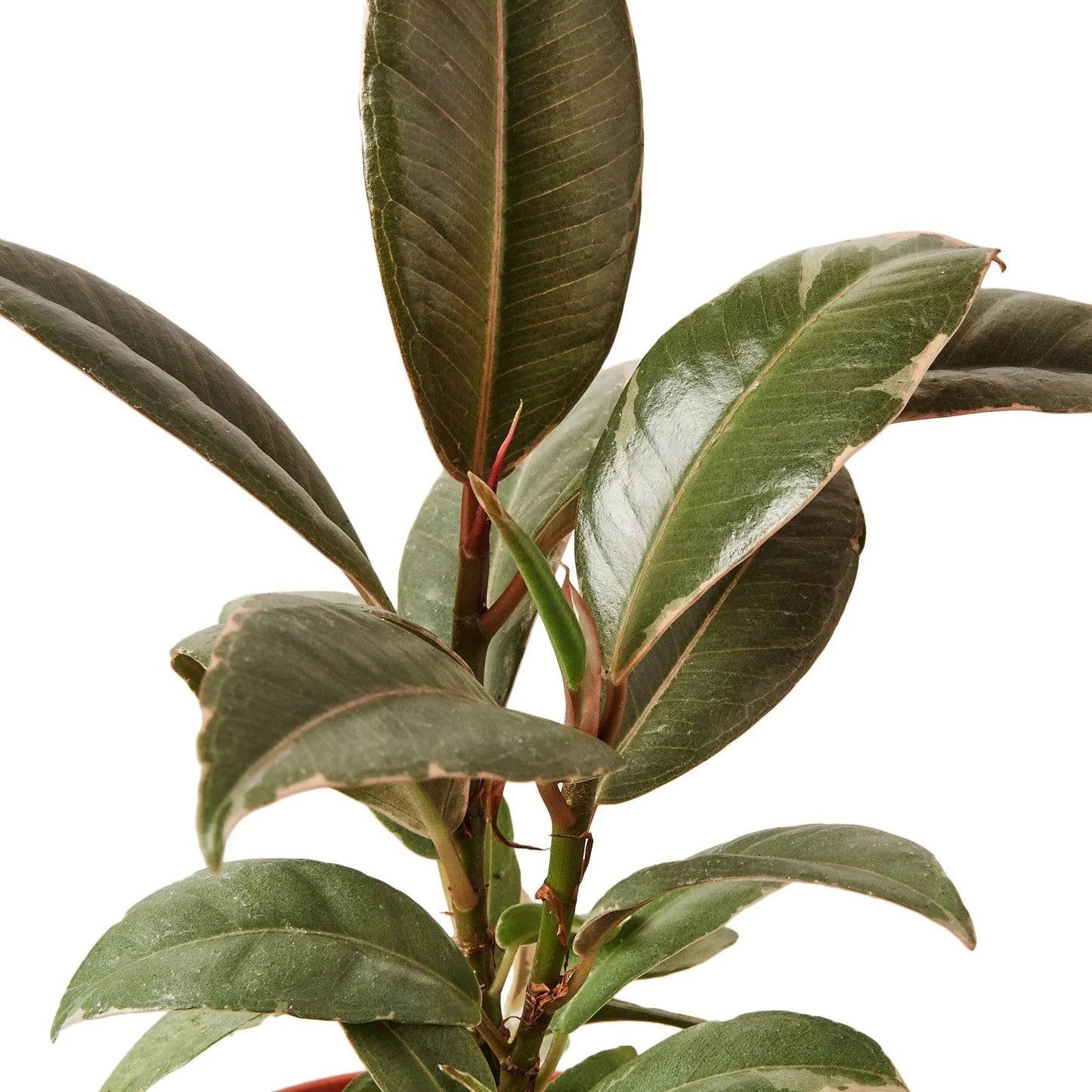 Ficus Elastica 'Tineke' - Plantonio