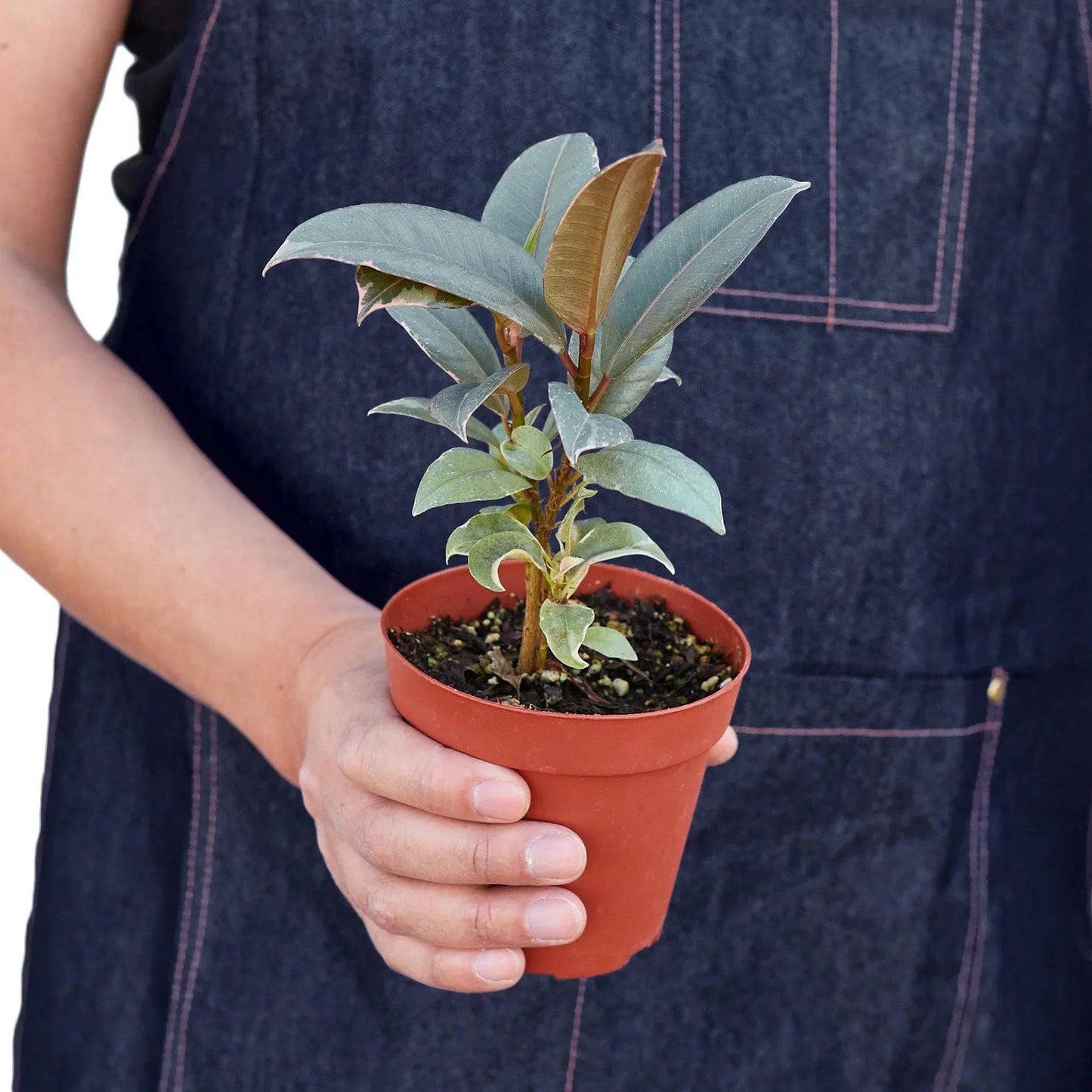 Ficus Elastica 'Tineke' - Plantonio