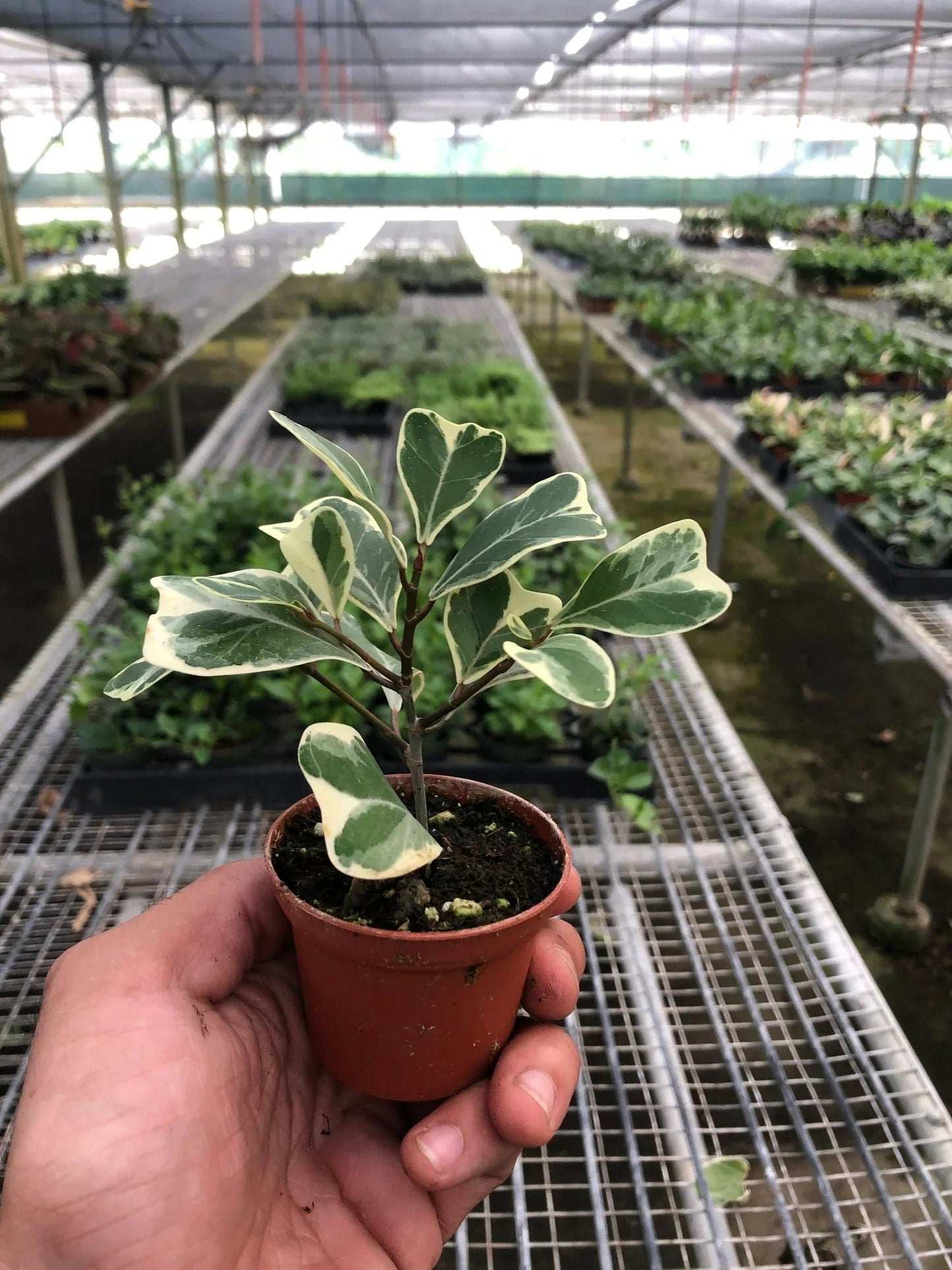Ficus Elastica 'Triangularis' Variegated - Plantonio