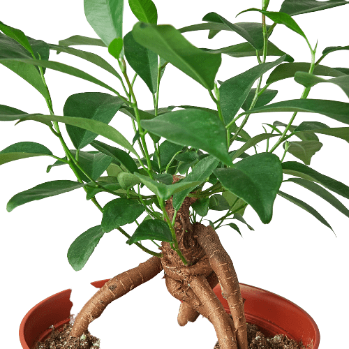 Ficus 'Ginseng' - Plantonio