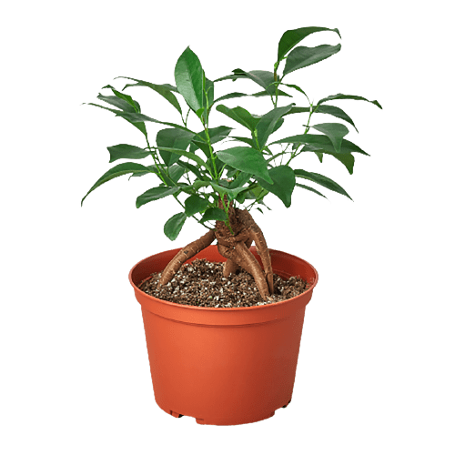 Ficus 'Ginseng' - Plantonio