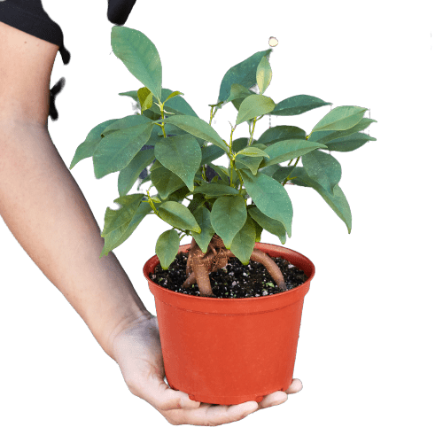 Ficus 'Ginseng' - Plantonio