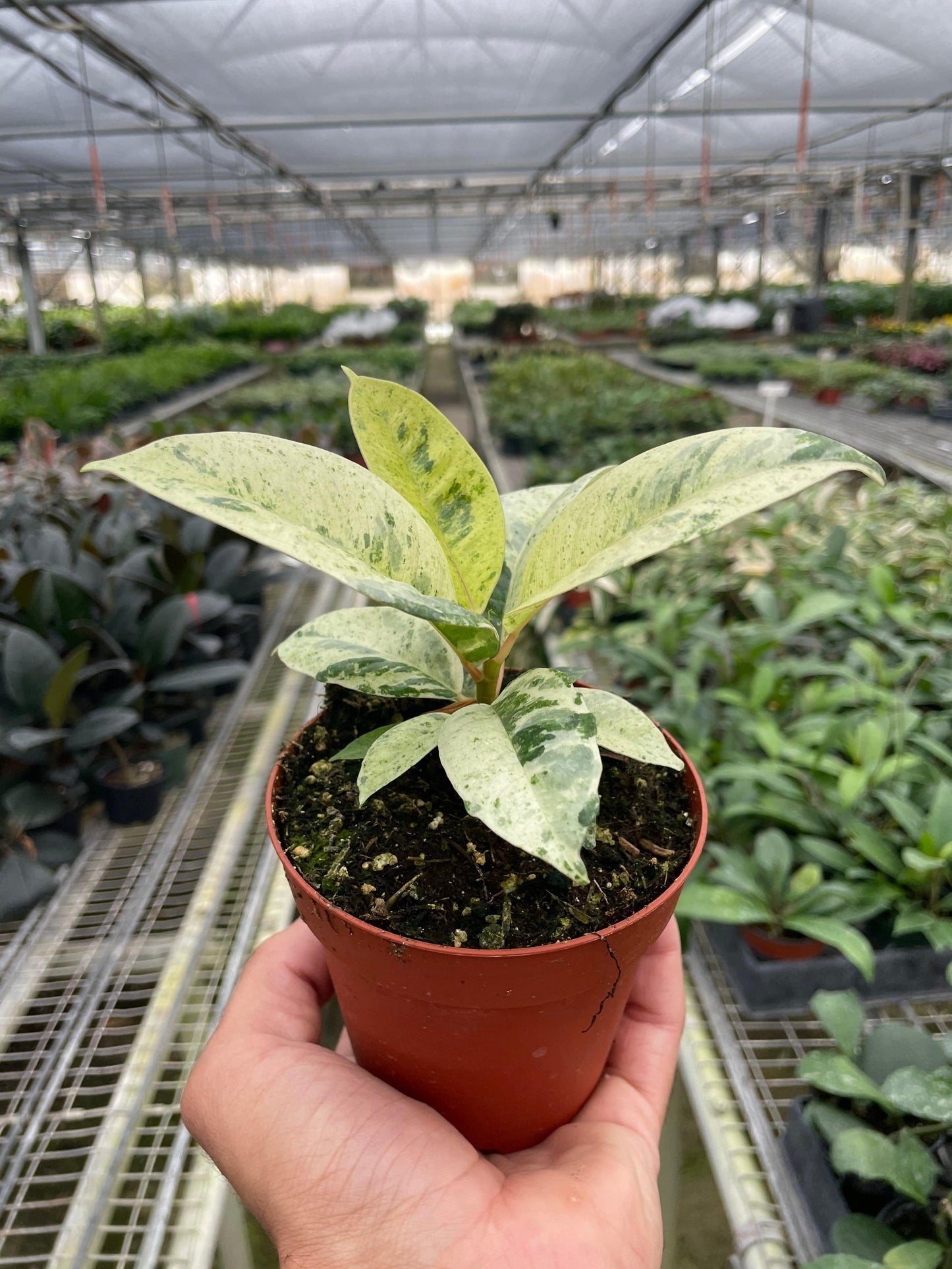 Ficus 'shivereana' (Moonshine) - Plantonio