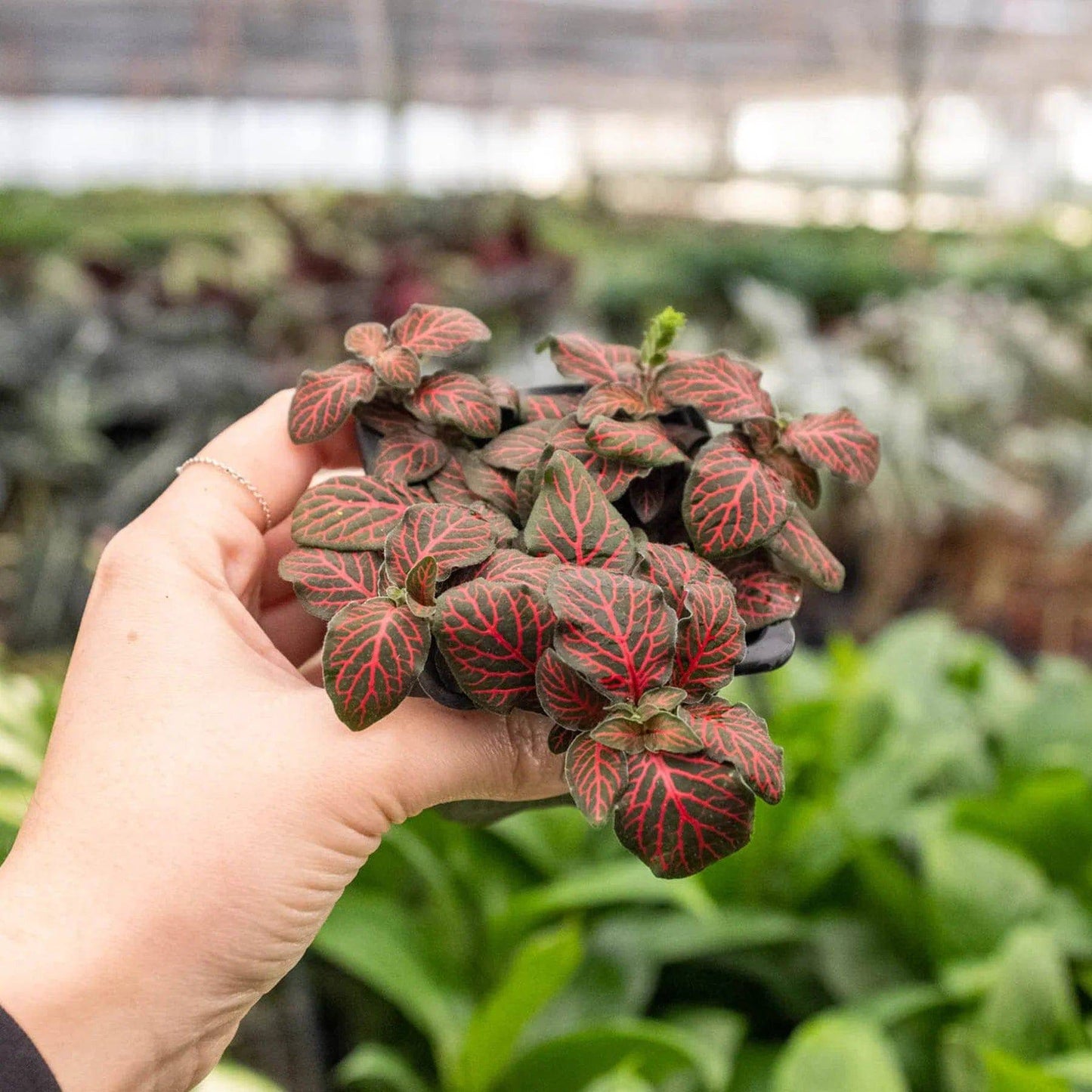 Fittonia 'Red' - Plantonio