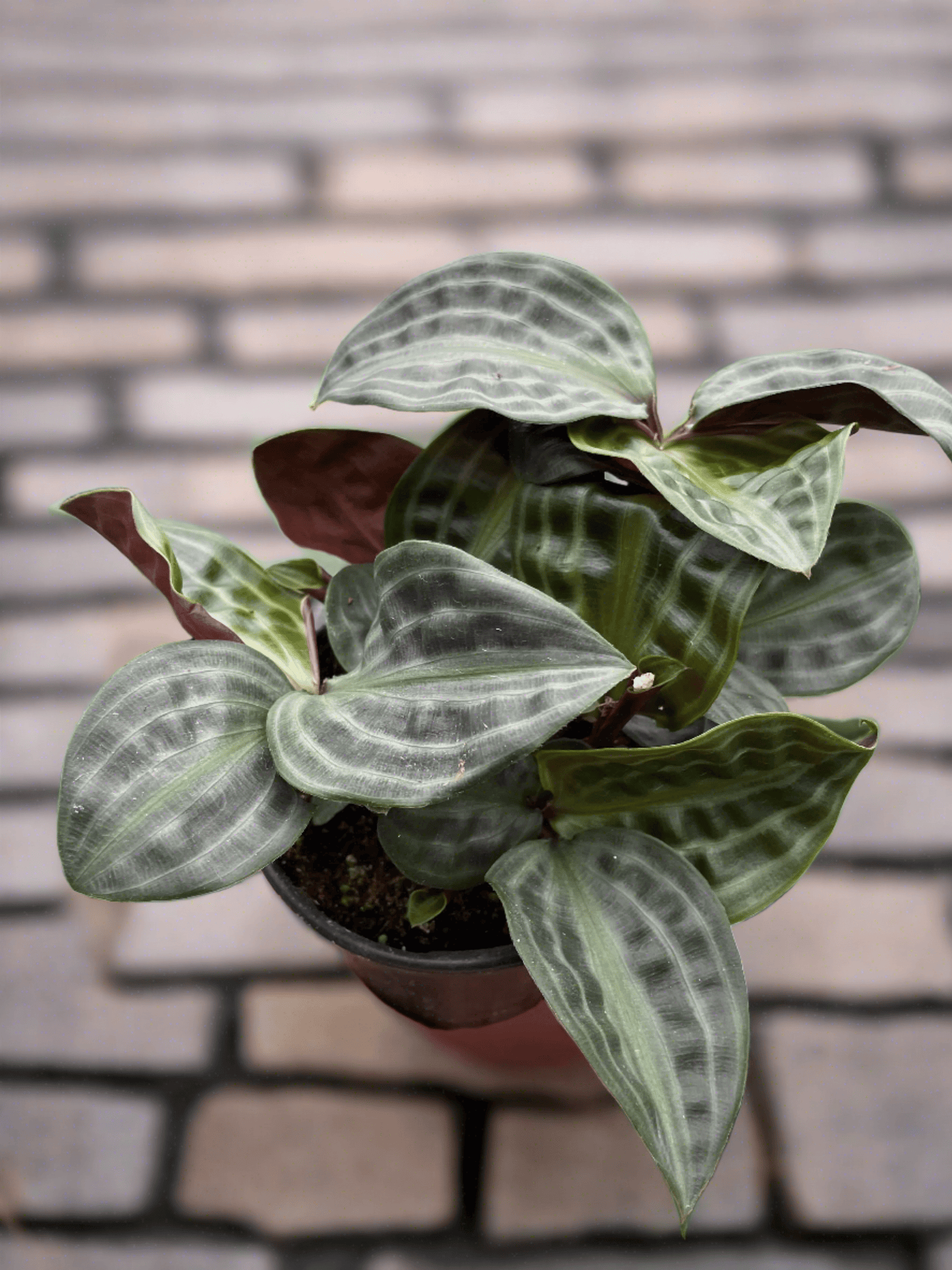 Geogenanthus 'Seersucker' - Plantonio