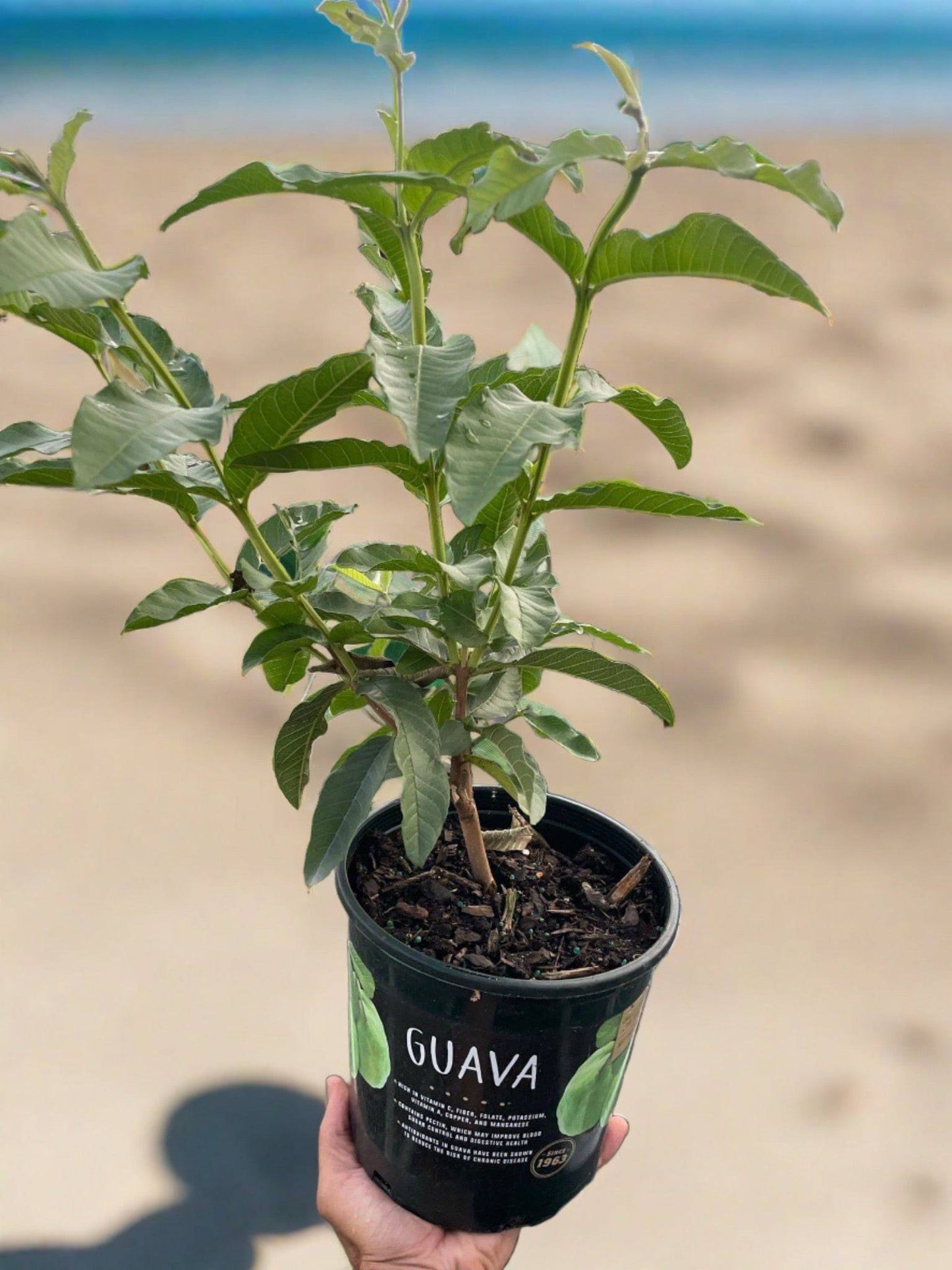 Guava Tree - Plantonio