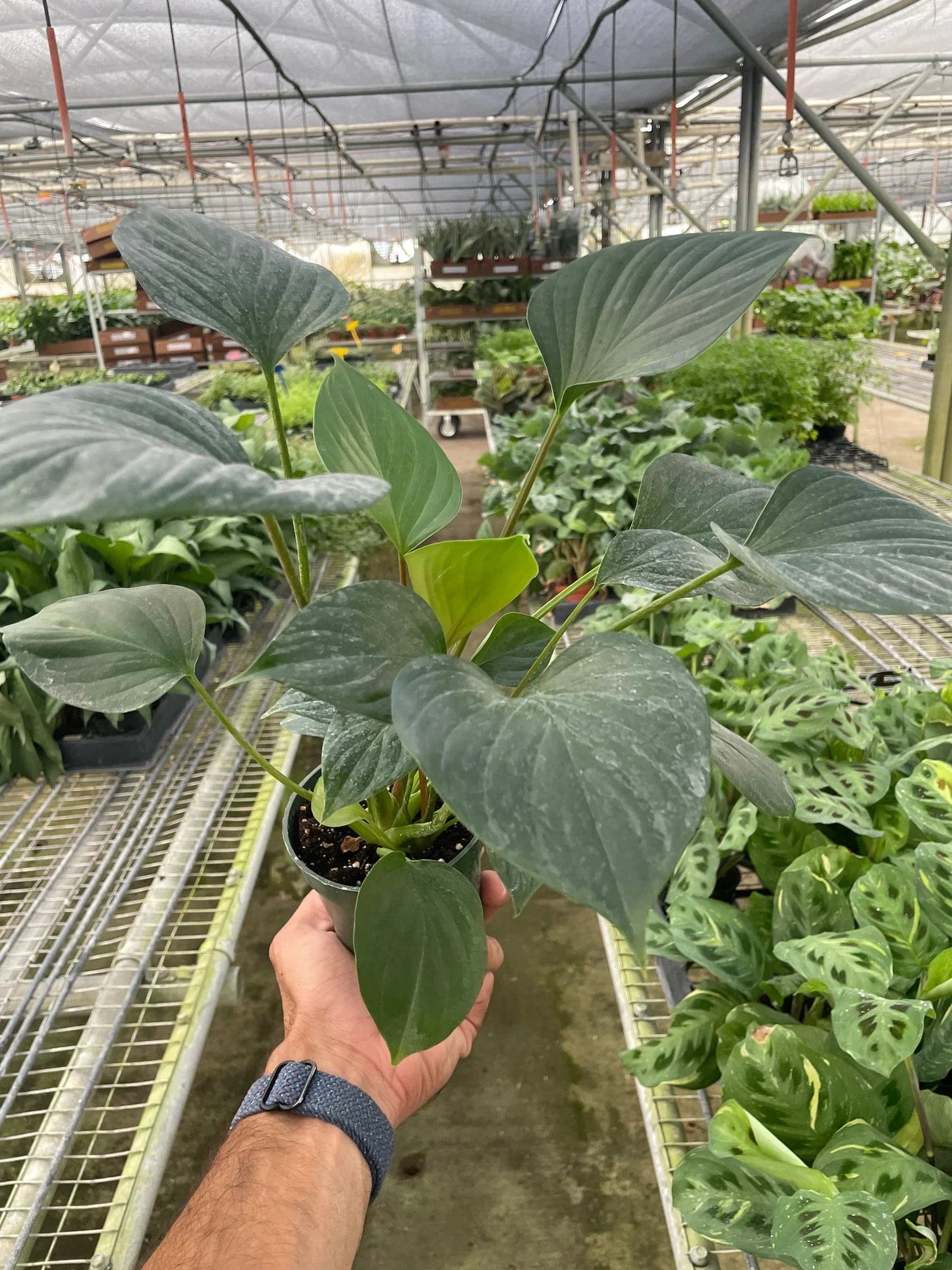 Homalomena 'Emerald Gem' - Plantonio