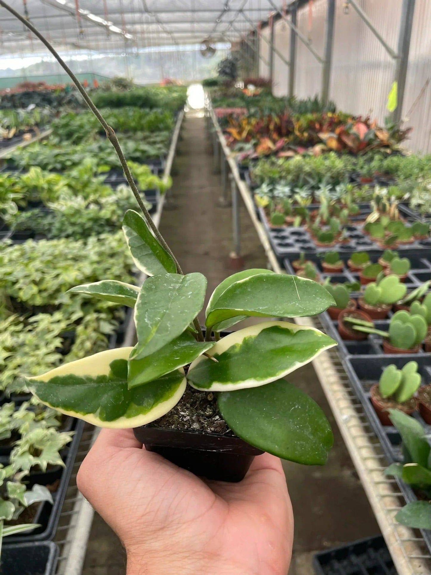 Hoya Carnosa 'Tricolor' - Plantonio