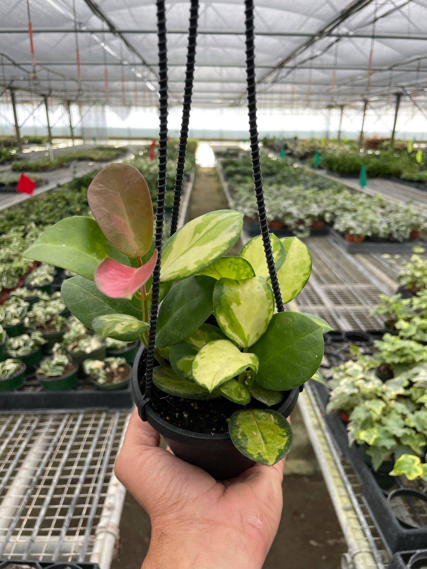 Hoya 'Lisa' - Plantonio