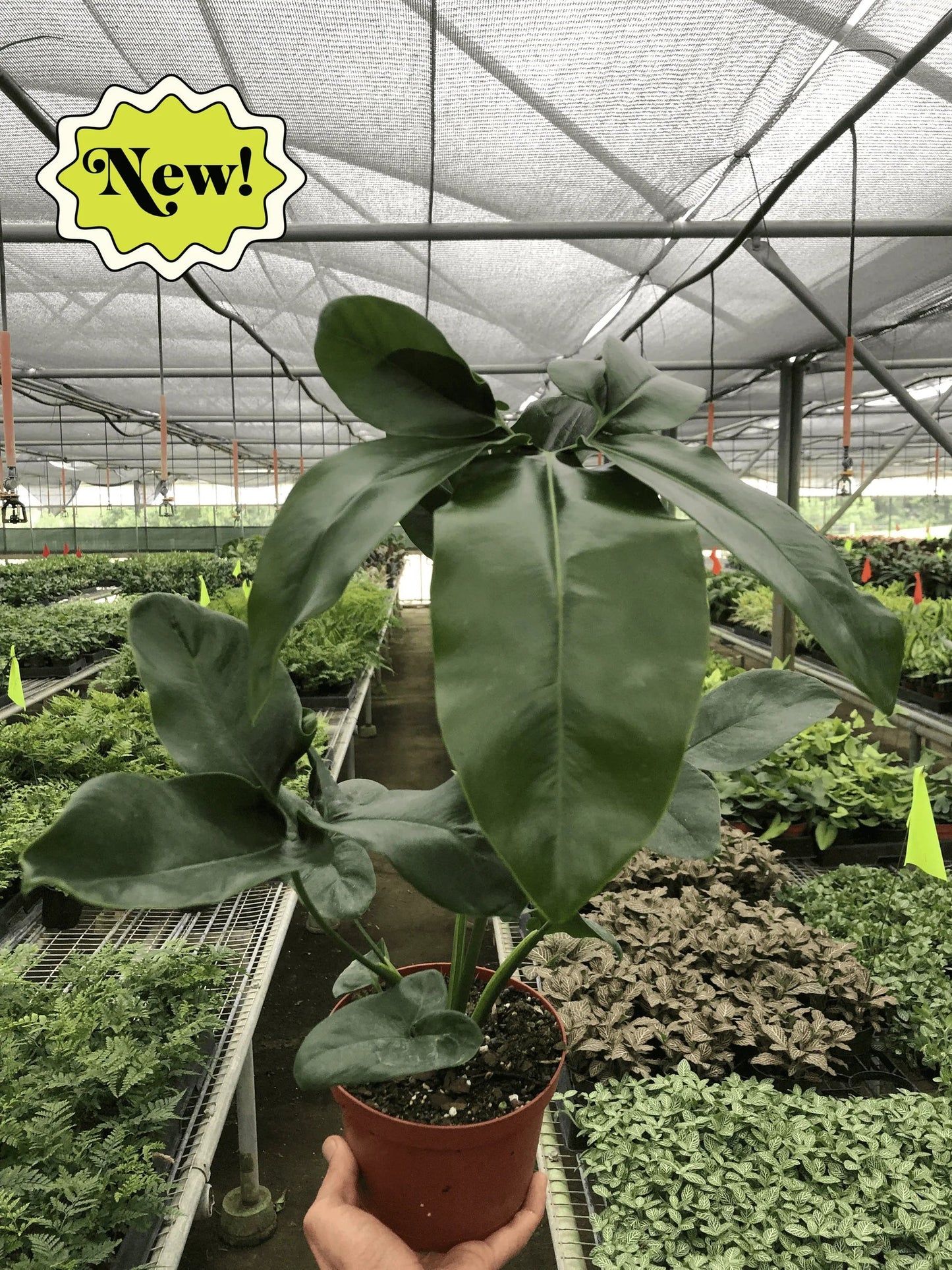 Philodendron 'Goeldii' - Plantonio
