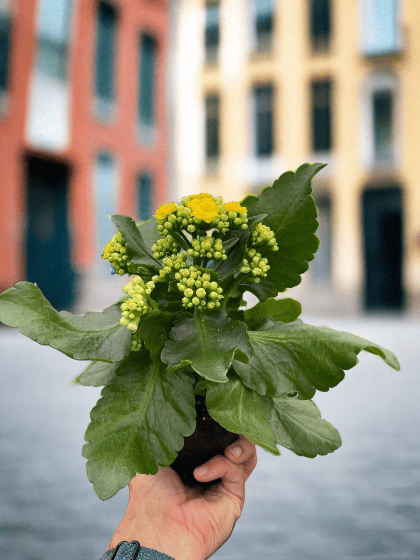 Kalanchoe 'Yellow' - Plantonio
