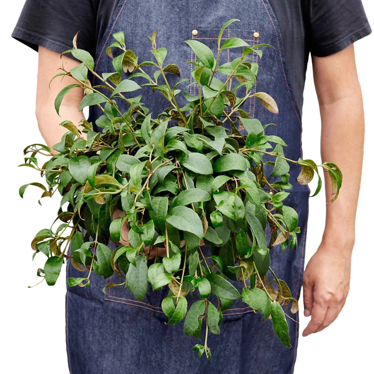 Lipstick Black Pagoda - Plantonio