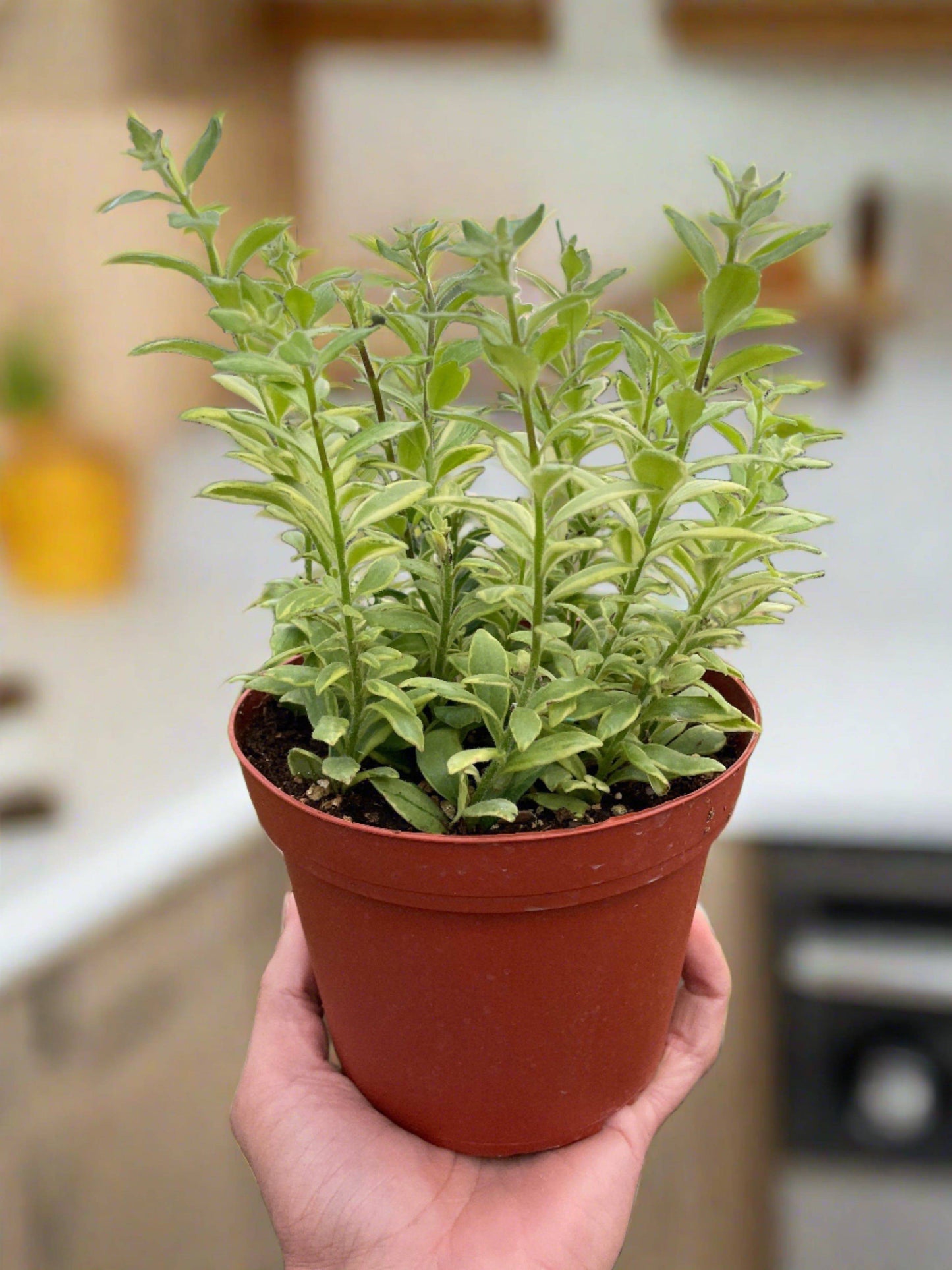 Lipstick 'Bolero Bicolore' - Plantonio