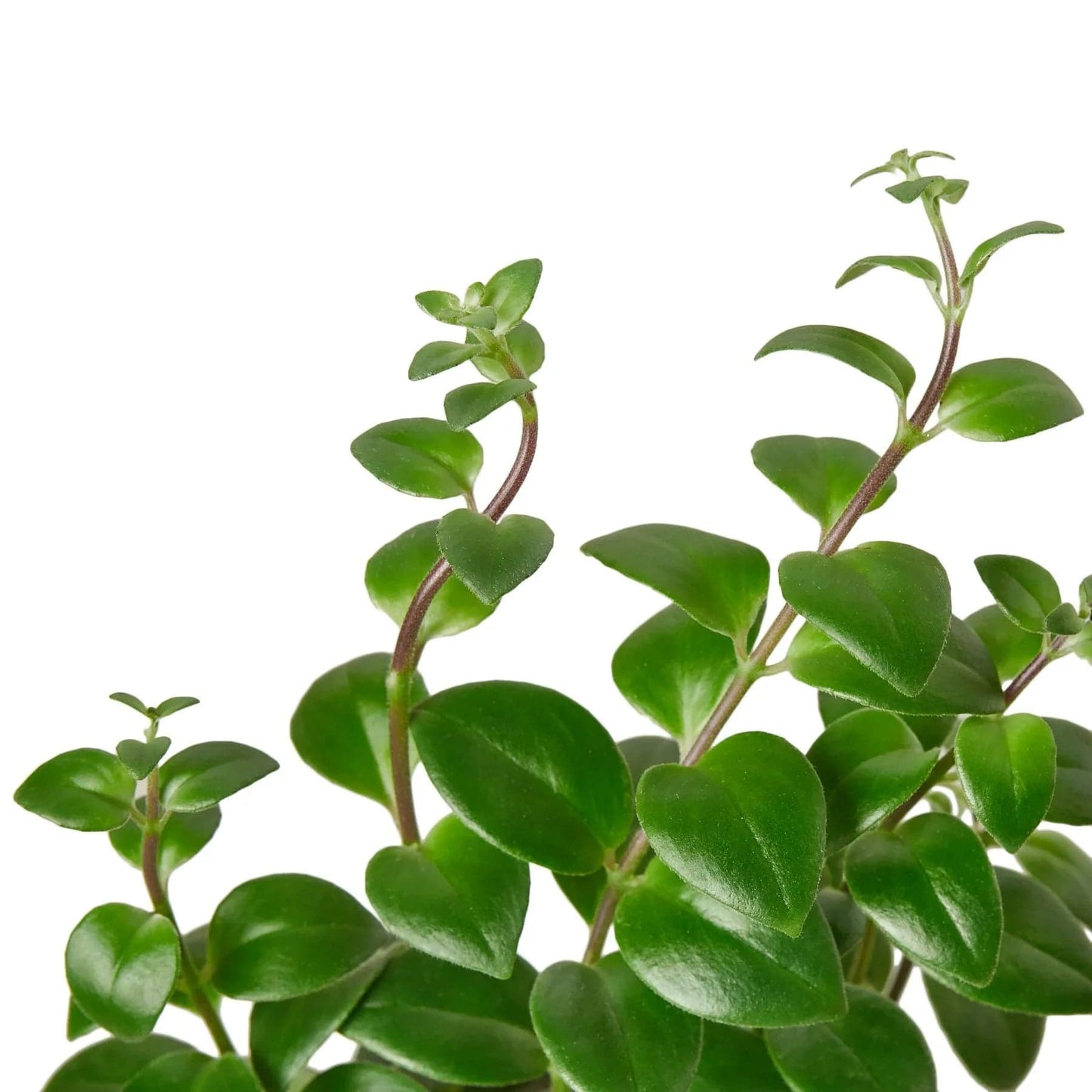 Lipstick Plant - Plantonio