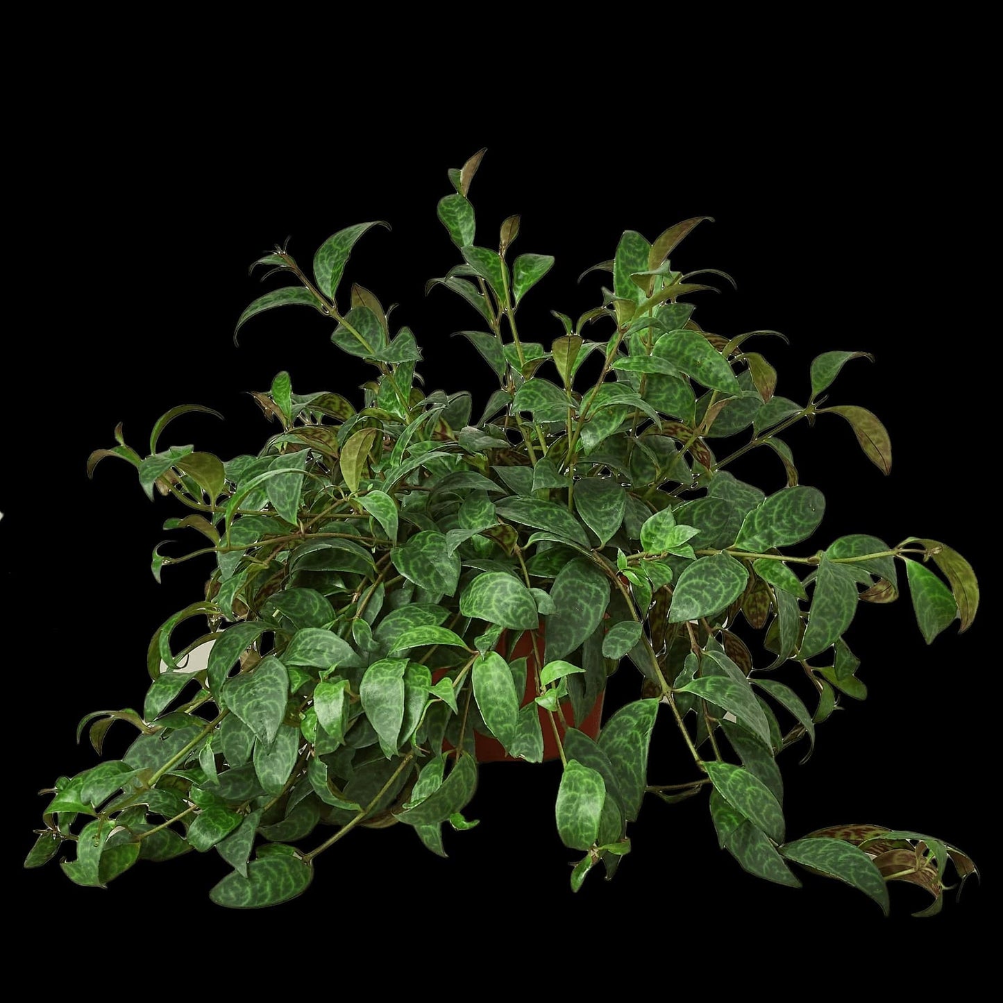 Lipstick Plant - Plantonio