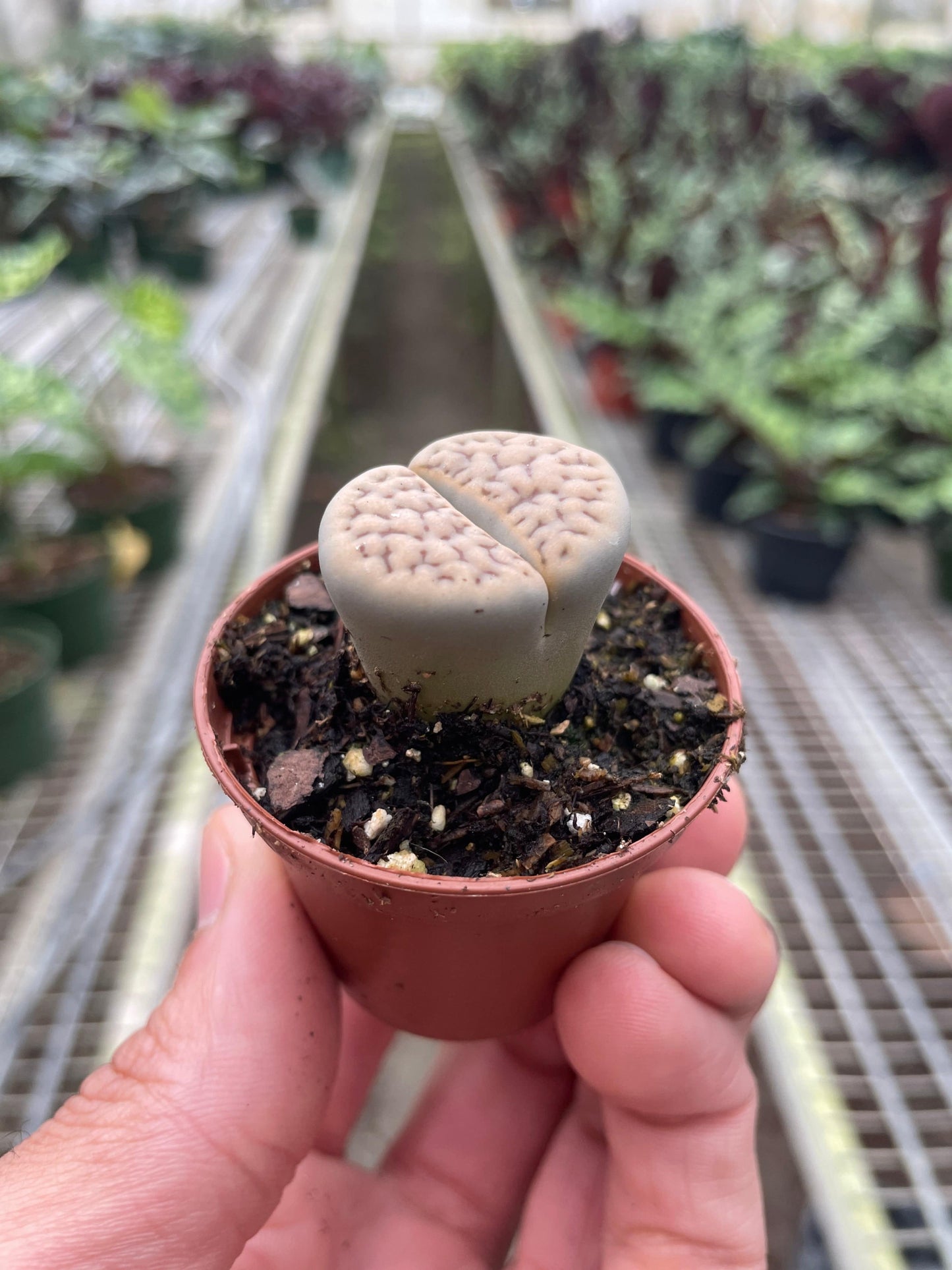 Lithop Living Stone - Plantonio