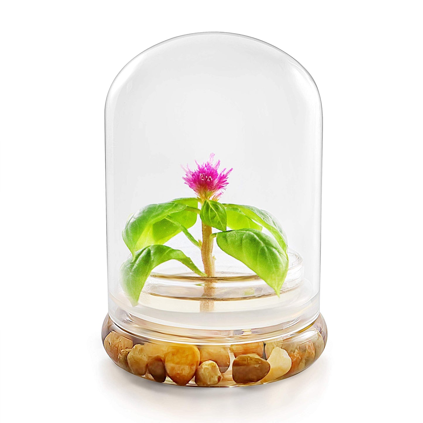 Live Flower Terrarium, Zero Care, Great for Work, Home, Unique Gift! Long Lasting - Plantonio