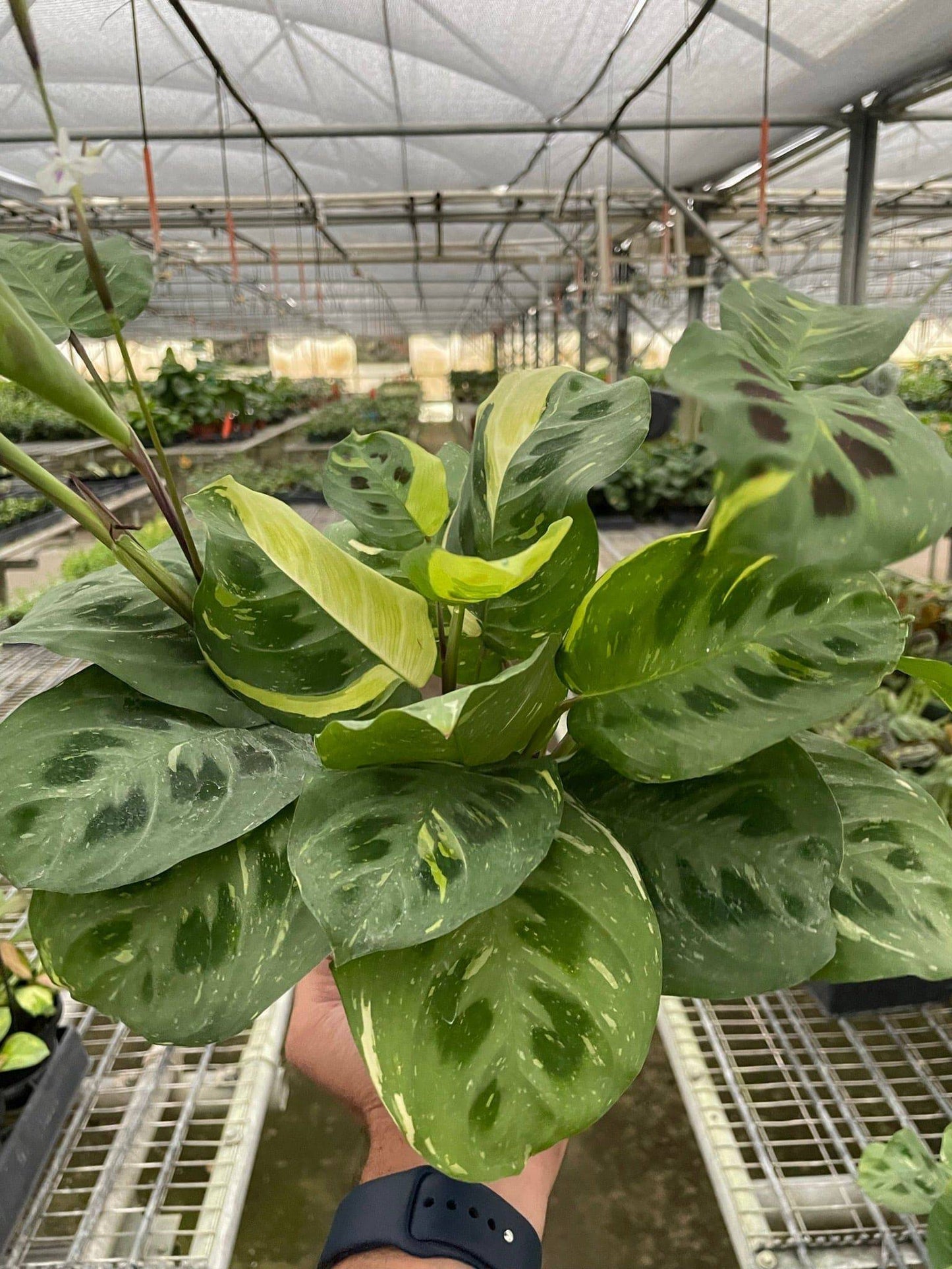 Maranta Variegated 'Beauty Kim' - Plantonio