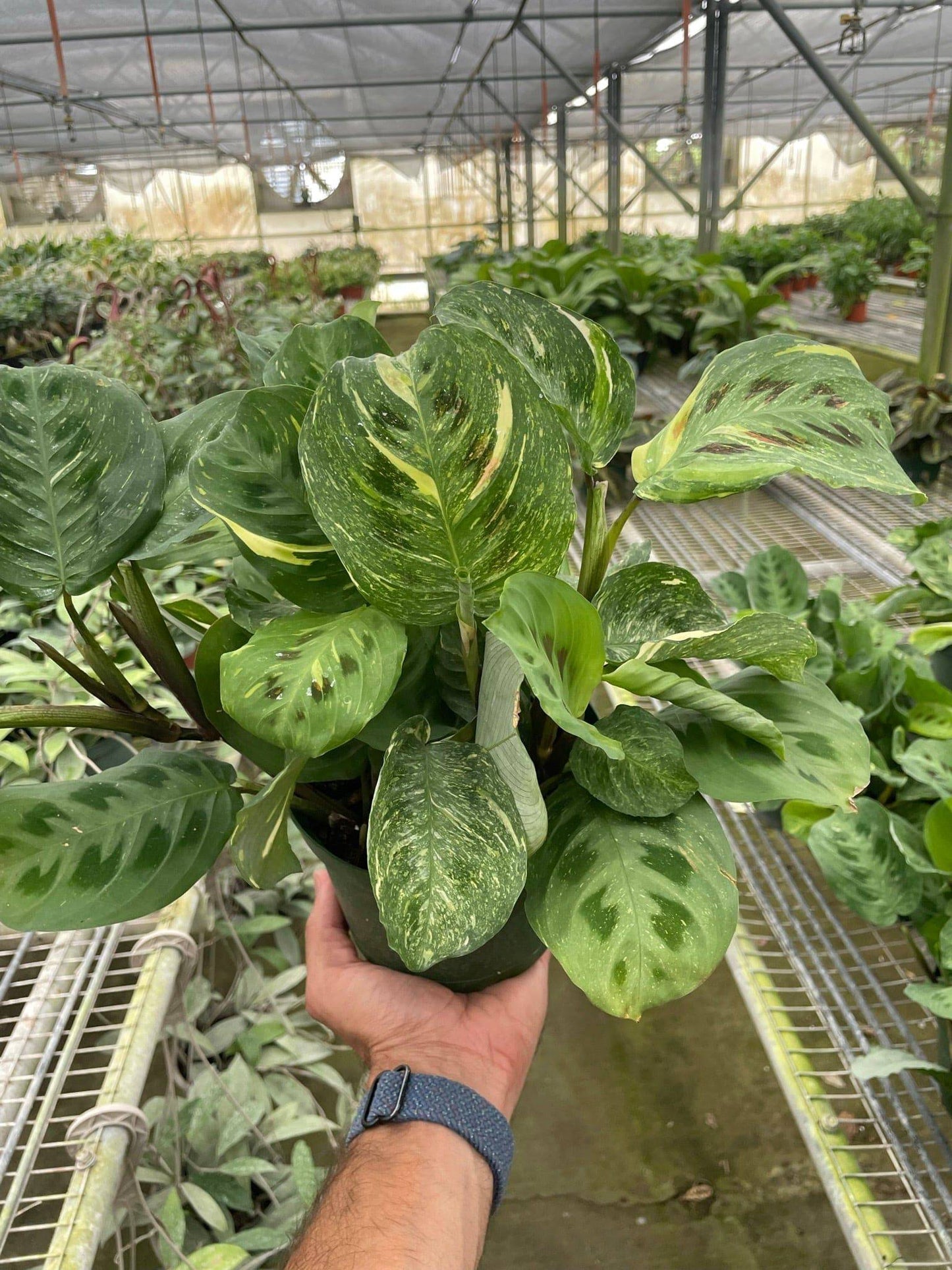 Maranta Variegated 'Beauty Kim' - Plantonio