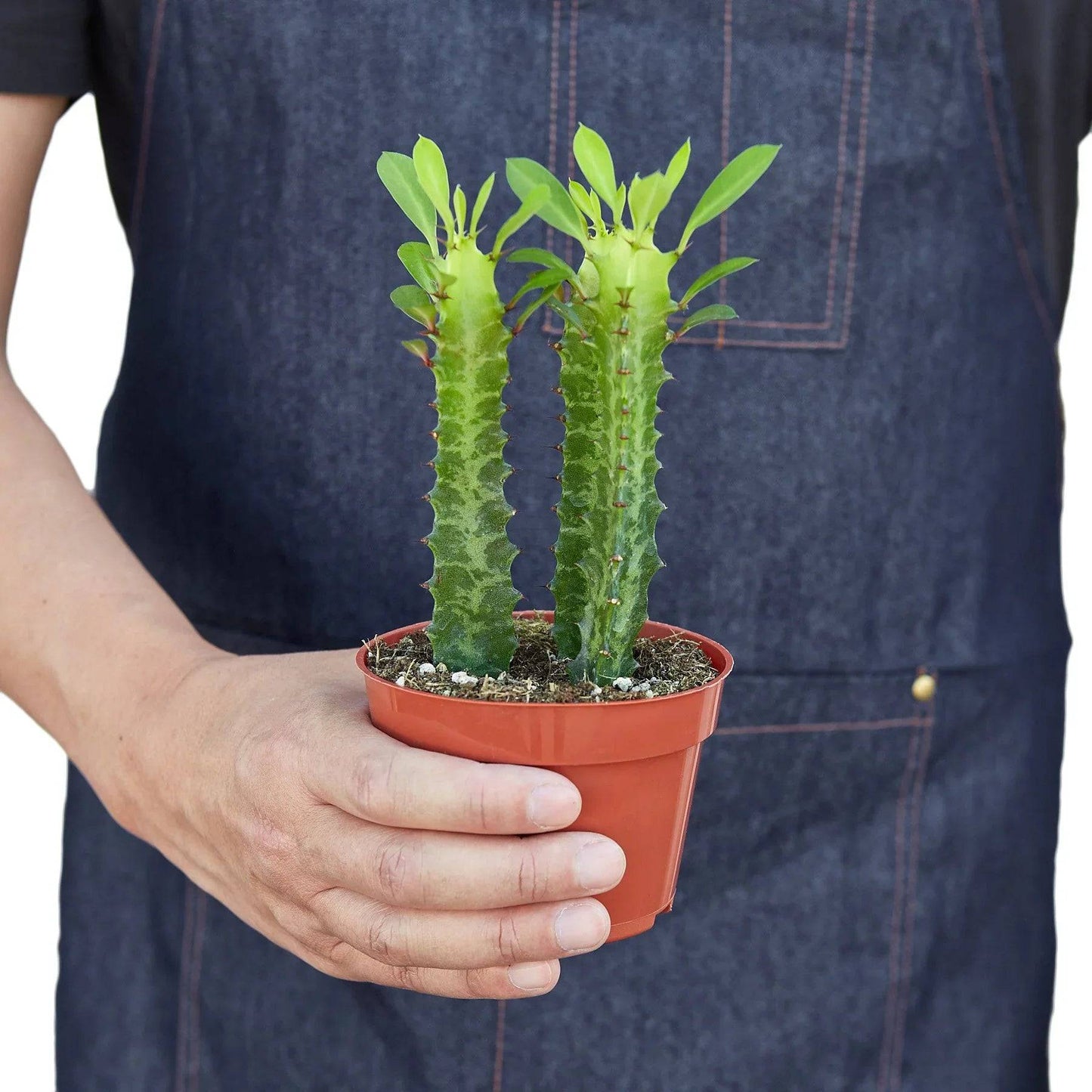 Milkstripe Euphorbia - Plantonio