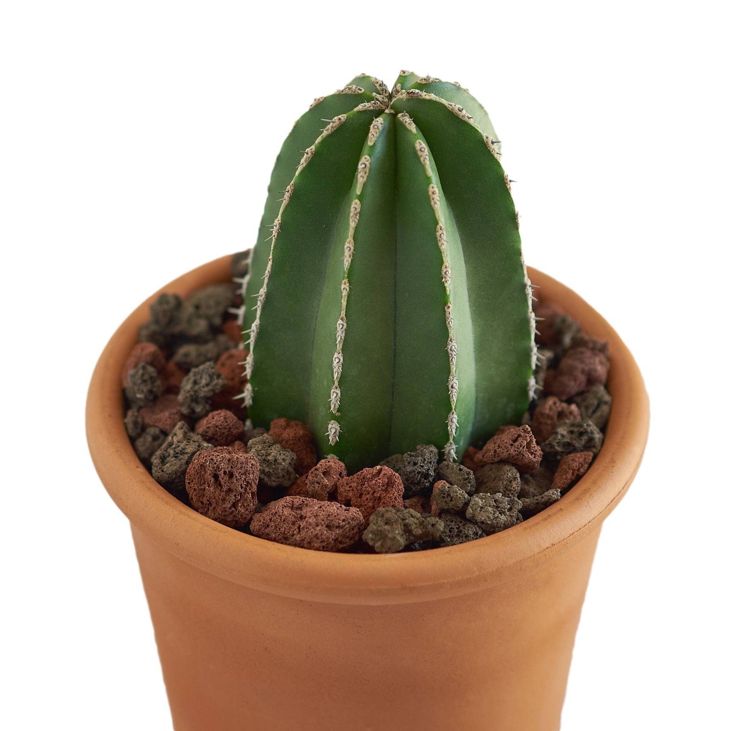 Mixed Lava Rocks - 15 oz - Plantonio