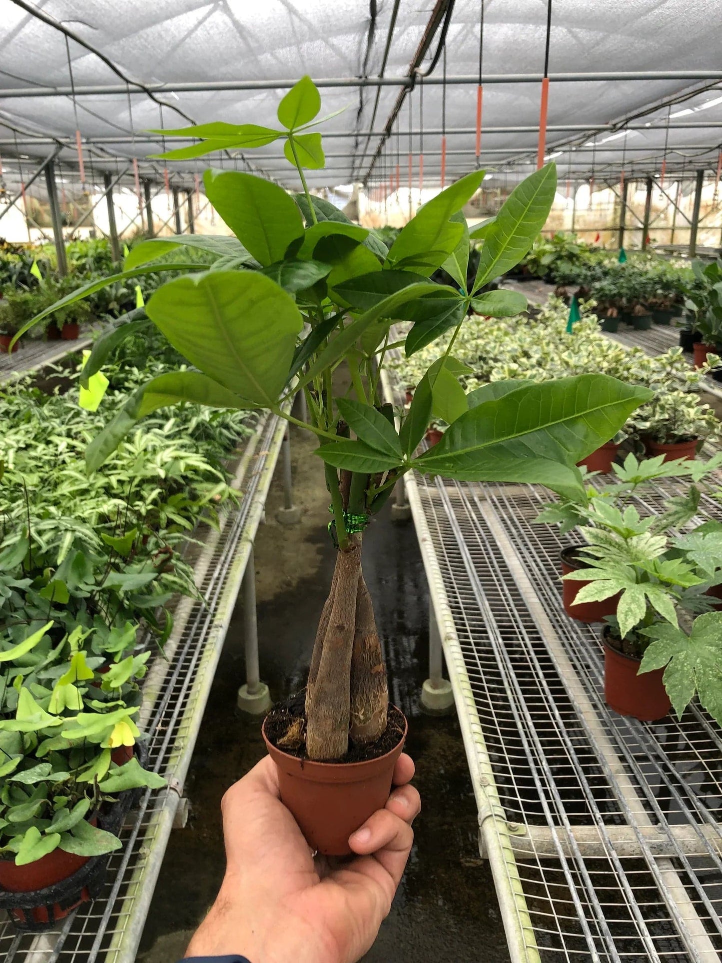 Money Tree 'Guiana Chestnut' Pachira Braid - Plantonio