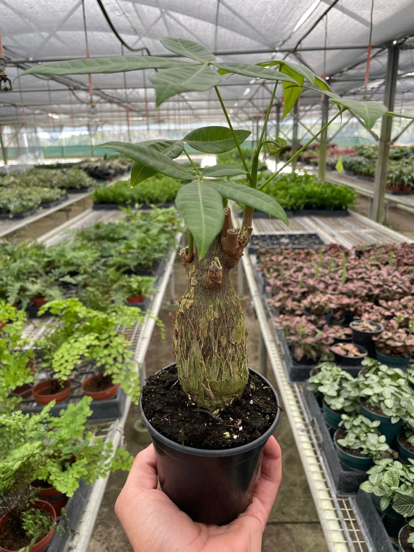 Money Tree 'Guiana Chestnut' Pachira Stump - Plantonio