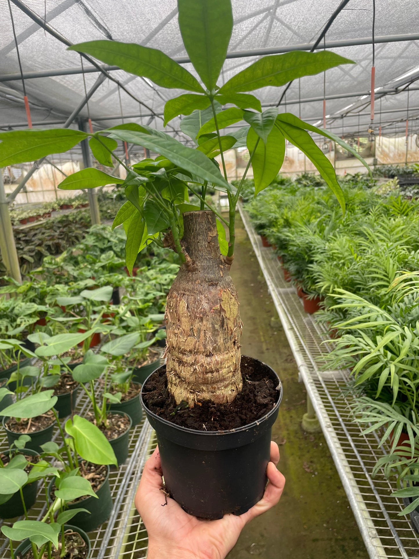 Money Tree 'Guiana Chestnut' Pachira Stump - Plantonio