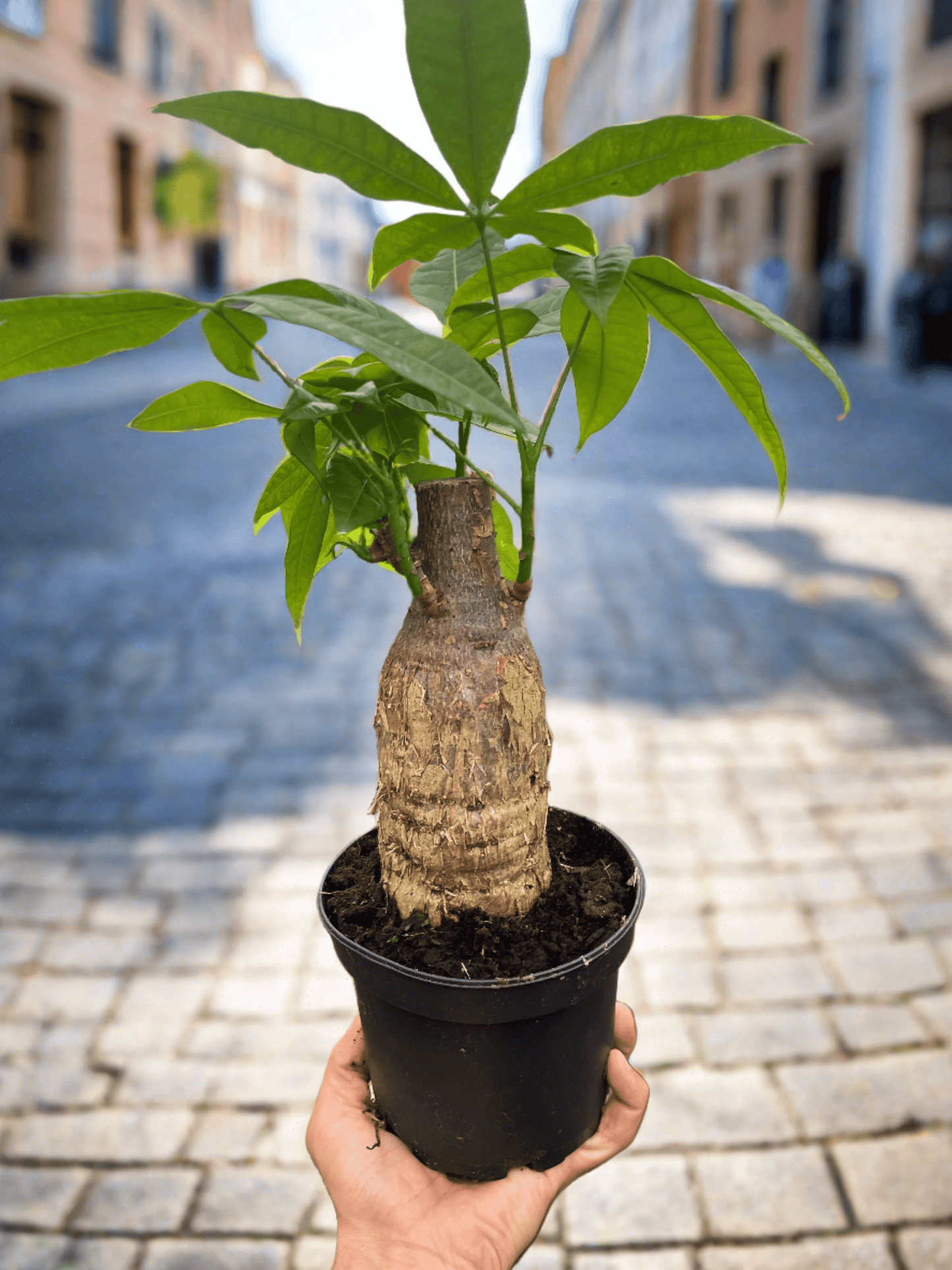 Money Tree 'Guiana Chestnut' Pachira Stump - Plantonio
