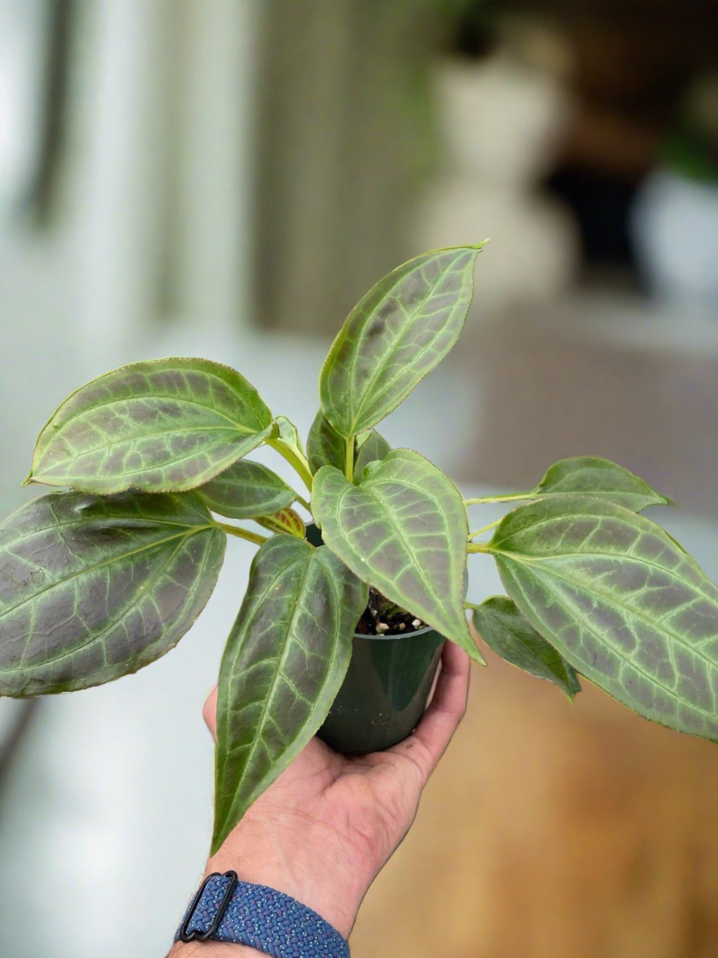 Monolena 'Primuliflora' - Plantonio