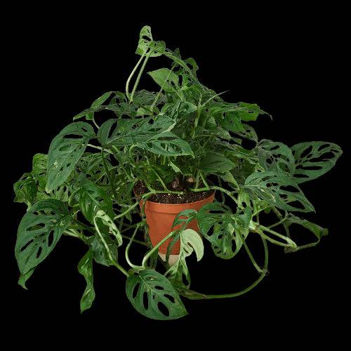 Monstera Adansonii 'Swiss Cheese' - Plantonio
