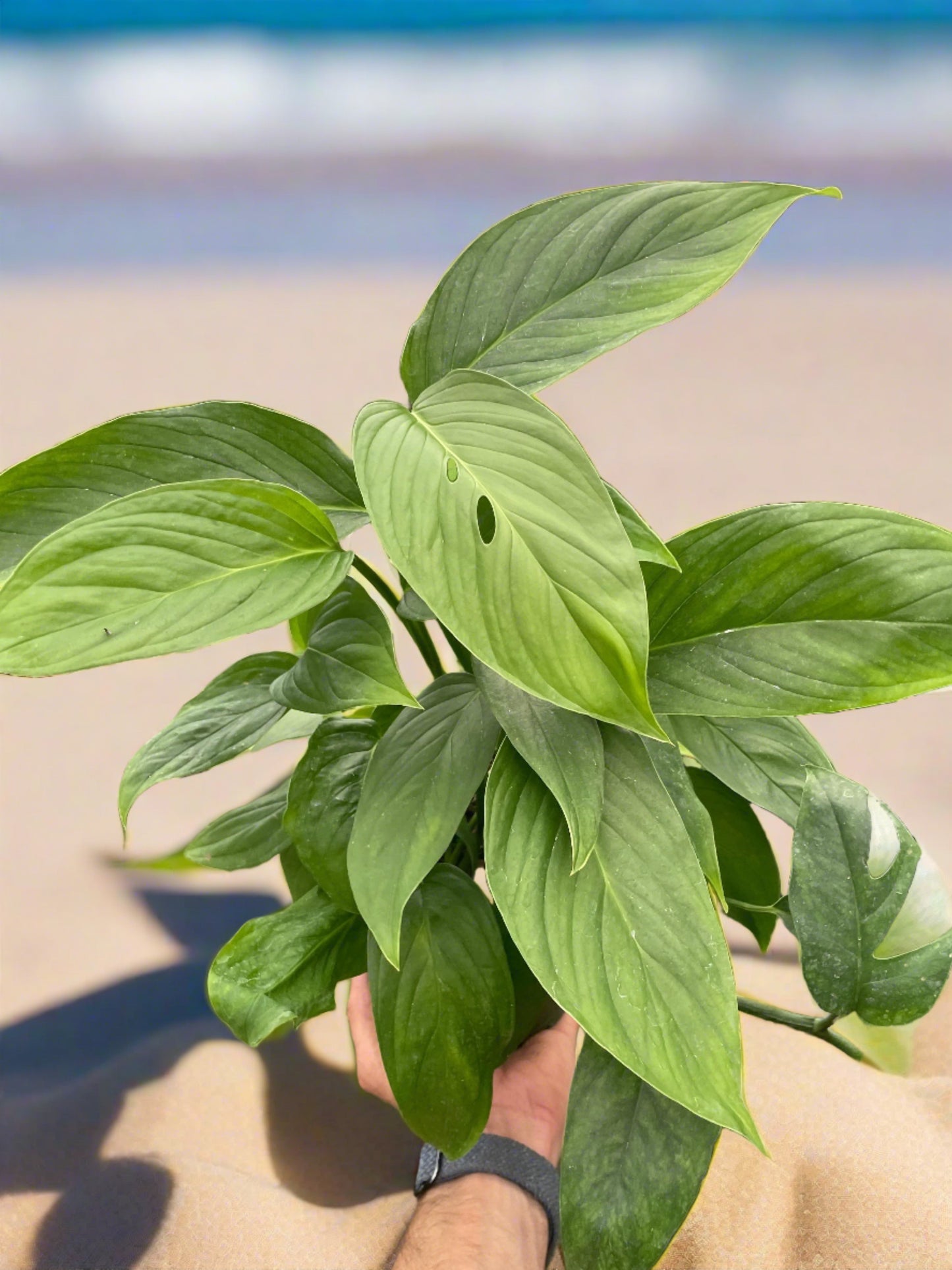 Monstera 'Lechleriana' - Plantonio